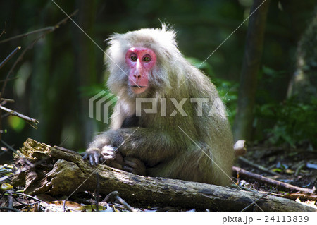 屋久島の世界遺産エリア、西部林道のヤクザル 24113839