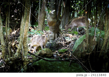 屋久島の世界遺産エリア、西部林道のヤクシカ 24113840