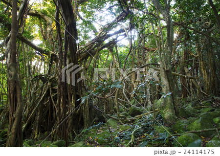 屋久島 猿川のガジュマル 24114175