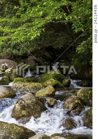 屋久島 横河渓谷 屋久島 横河渓谷 24114436