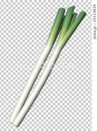 Japanese leek Japanese leek 24114634