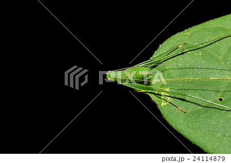 Macro green bug on green leaf isolated on black 24114879