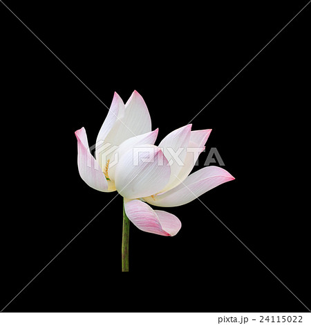 Beautiful pink lotus flower isolated on white. Saved with clipping path (Lotus used to worship) Beautiful pink lotus flower isolated on white. Saved with clipping path (Lotus used to worship) 24115022