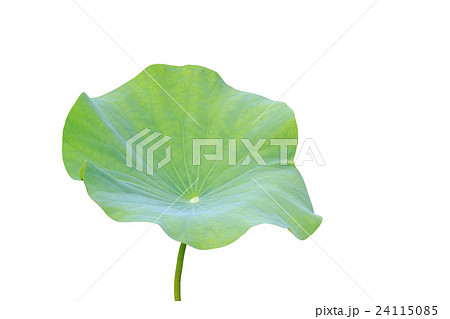 Big green lotus leaf isolated on white. Saved with clipping path (Lotus used to worship) 24115085
