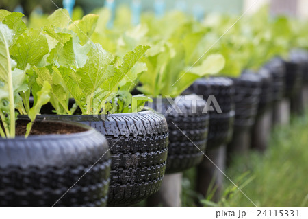 Recycle of tire used in organic vegetable farm Recycle of tire used in organic vegetable farm 24115331