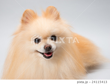 ポメラニアン 24115413