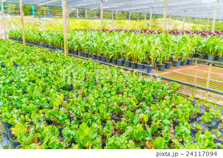 Green Asplenium in garden . 24117094