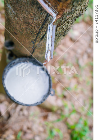 Milk of rubber tree flows into a bowl . Milk of rubber tree flows into a bowl . 24117361