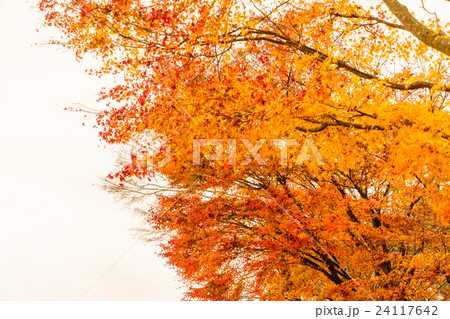 Beautiful Colorful Autumn Leaves 24117642