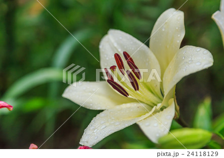 ユリの花 ユリの花 24118129