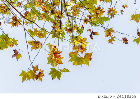 Beautiful Colorful Autumn Leaves 24118258