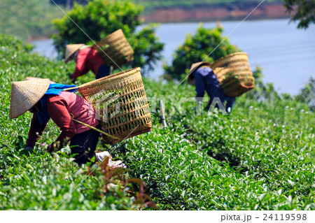 Women are harvesting tea leaf in Bao Loc 24119598