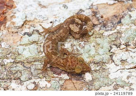 Ulber's Gecko in tropical forest 24119789