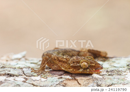 Ulber's Gecko in tropical forest Ulber's Gecko in tropical forest 24119790