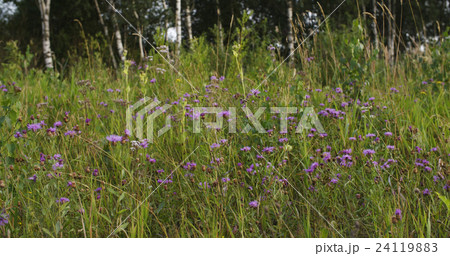 purple rural cornflowers on field 24119883