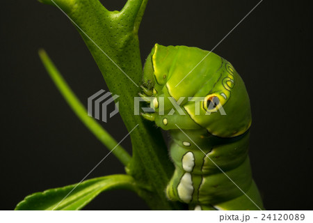 アゲハチョウの幼虫２ 24120089
