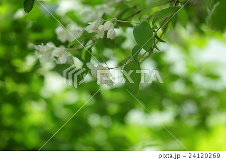 jasmine flowers on the bush closeup 24120269