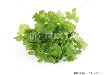 bunch of fresh parsley isolated bunch of fresh parsley isolated 24120522