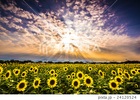 座間市ひまわり畑(座間会場) 座間市ひまわり畑(座間会場) 24120524