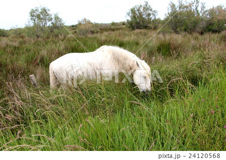 大湿原の白馬 24120568