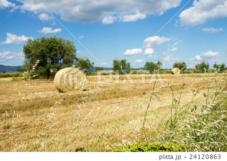 Tuscan landscape 24120863