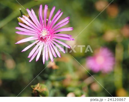 花 24120867