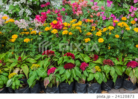Colorful decorated flower garden 24120873