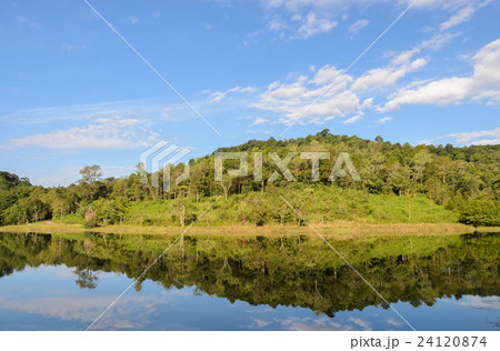 Reflection of pine tree in a lake 24120874