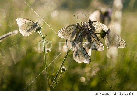 white butterfly Aporia crataegi white butterfly Aporia crataegi 24121238
