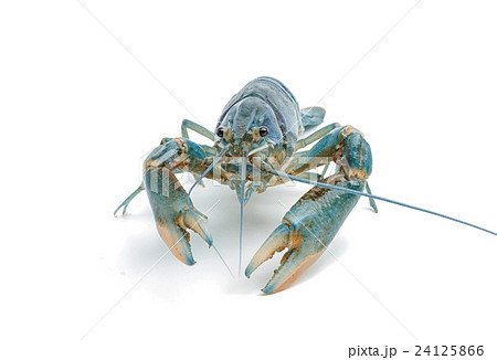 Blue crayfish - Fresh water Lobster on white  24125866