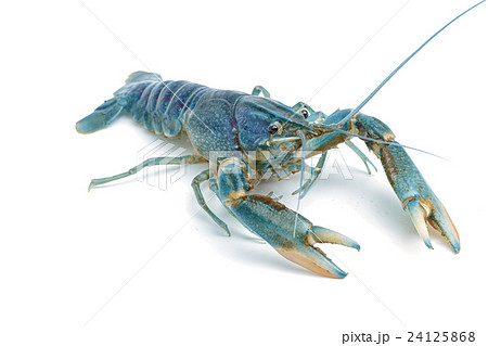 Blue crayfish - Fresh water Lobster on white  24125868