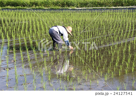 田植えをするお百姓さん 田植えをするお百姓さん 24127541