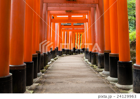 Torii of Inari Shrine 24129963