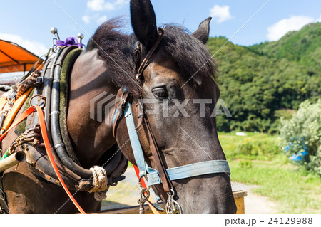 Horse Horse 24129988