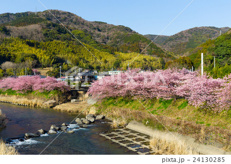 Kawazu with sakura tree Kawazu with sakura tree 24130285