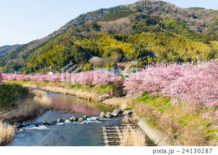 Sakura in Japan Sakura in Japan 24130287