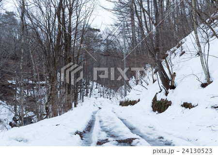 Sunny day in the winter forest Sunny day in the winter forest 24130523