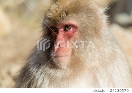 Cute Monkey 24130570