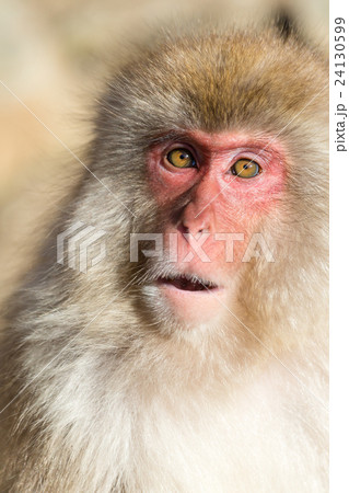 Japanese Monkey 24130599