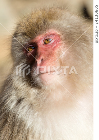 Japanese monkey portrait 24130605