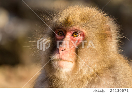 Wildness monkey Wildness monkey 24130671