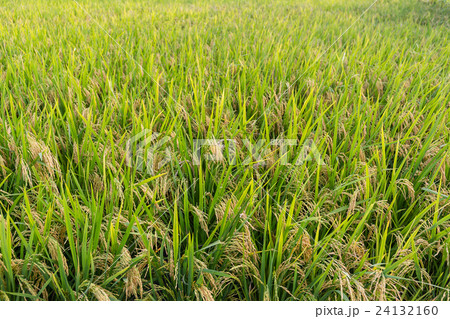 Paddy rice meadow Paddy rice meadow 24132160