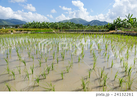Planting new paddy rice 24132261