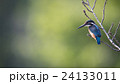 カワセミ 24133011
