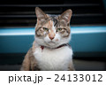 ネコ 24133012