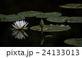 白い睡蓮 24133013