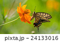 キアゲハ 24133016