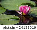 赤い睡蓮 24133019