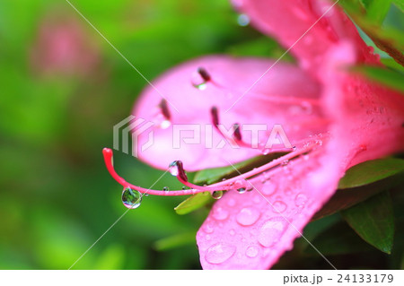 つつじの花のしずく つつじの花のしずく 24133179