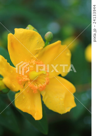 金糸梅の花 24133944